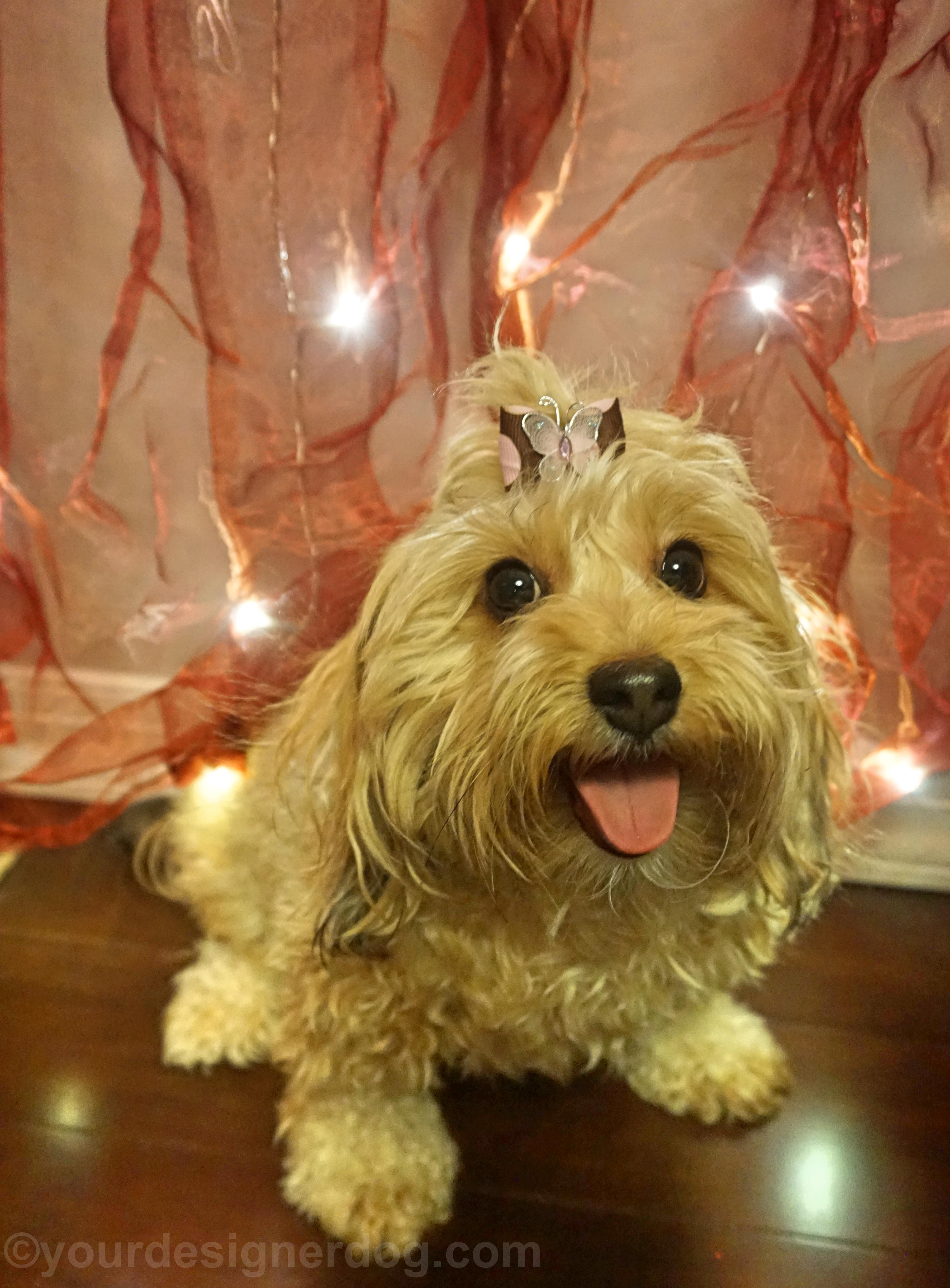 dogs, designer dogs, yorkipoo, yorkie poo, twinkle lights, tongue out