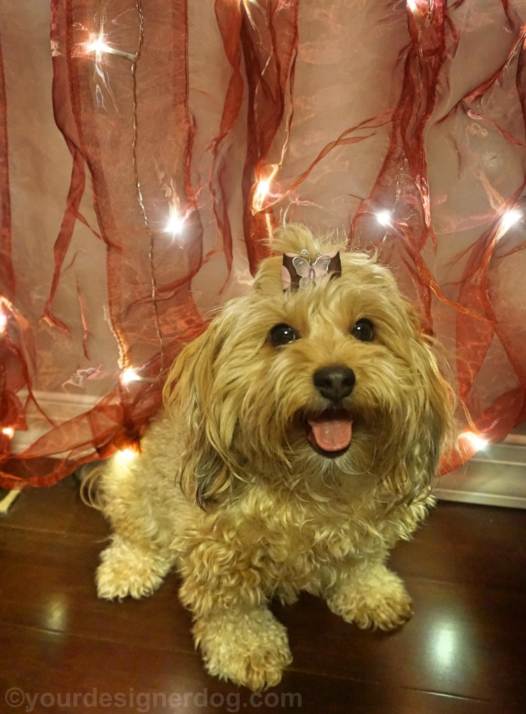 dogs, designer dogs, yorkipoo, yorkie poo, twinkle lights, tongue out