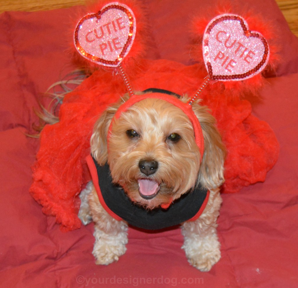 dogs, designer dogs, yorkipoo, yorkie poo, cutie pie, tongue out, dog smiling, valentine's day