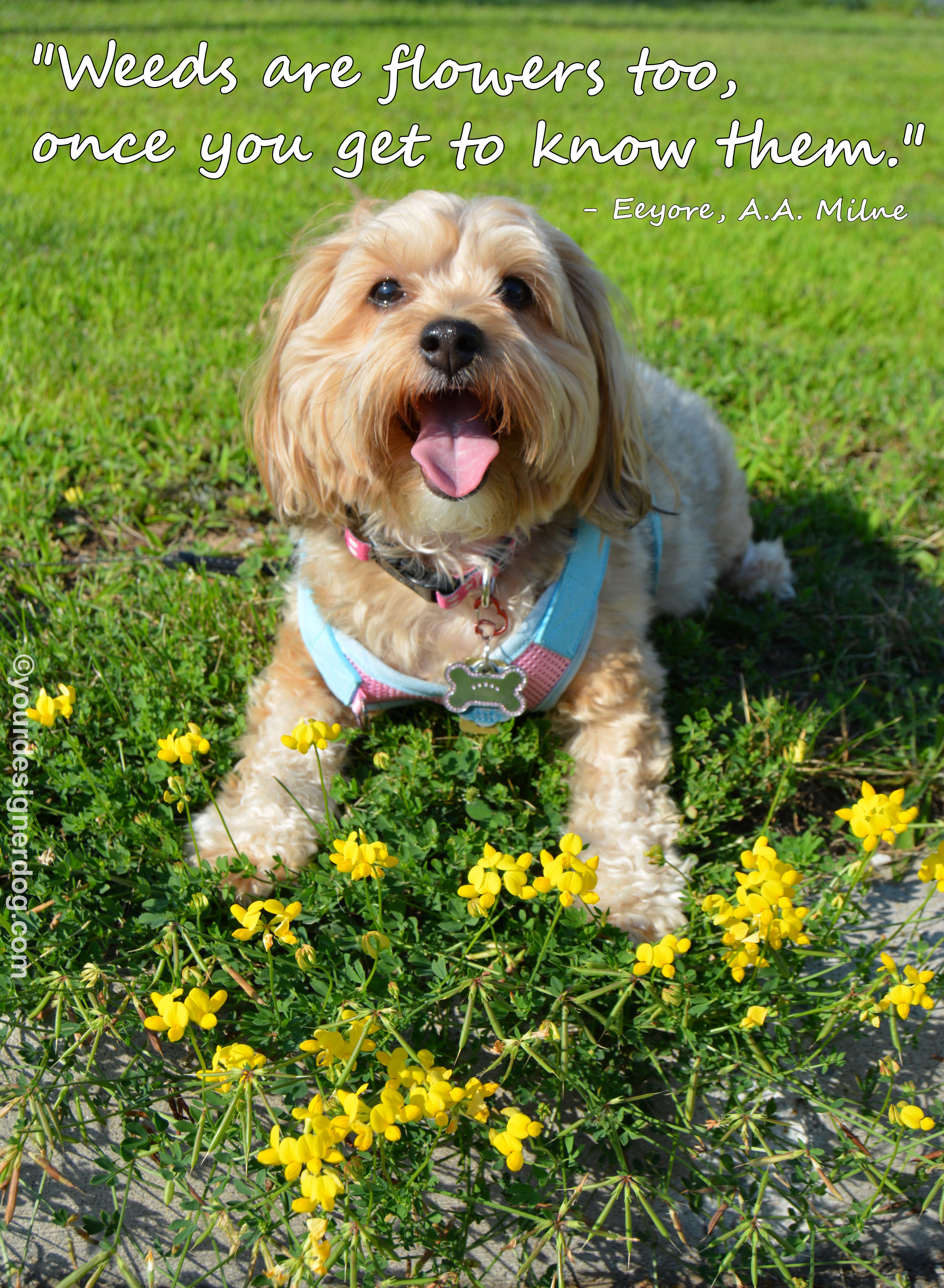 dogs, designer dogs, yorkipoo, yorkie poo, dogs with flowers, wildflowers, weeds, tongue out