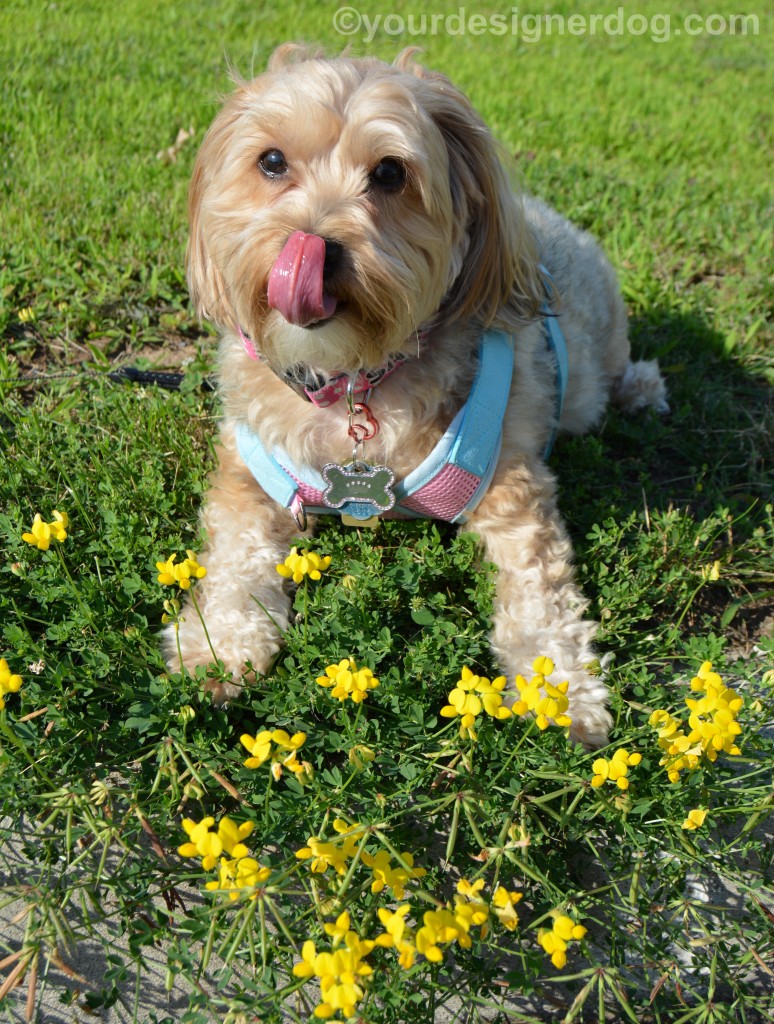 dogs, designer dogs, yorkipoo, yorkie poo, dogs with flowers, wildflowers, weeds, tongue out