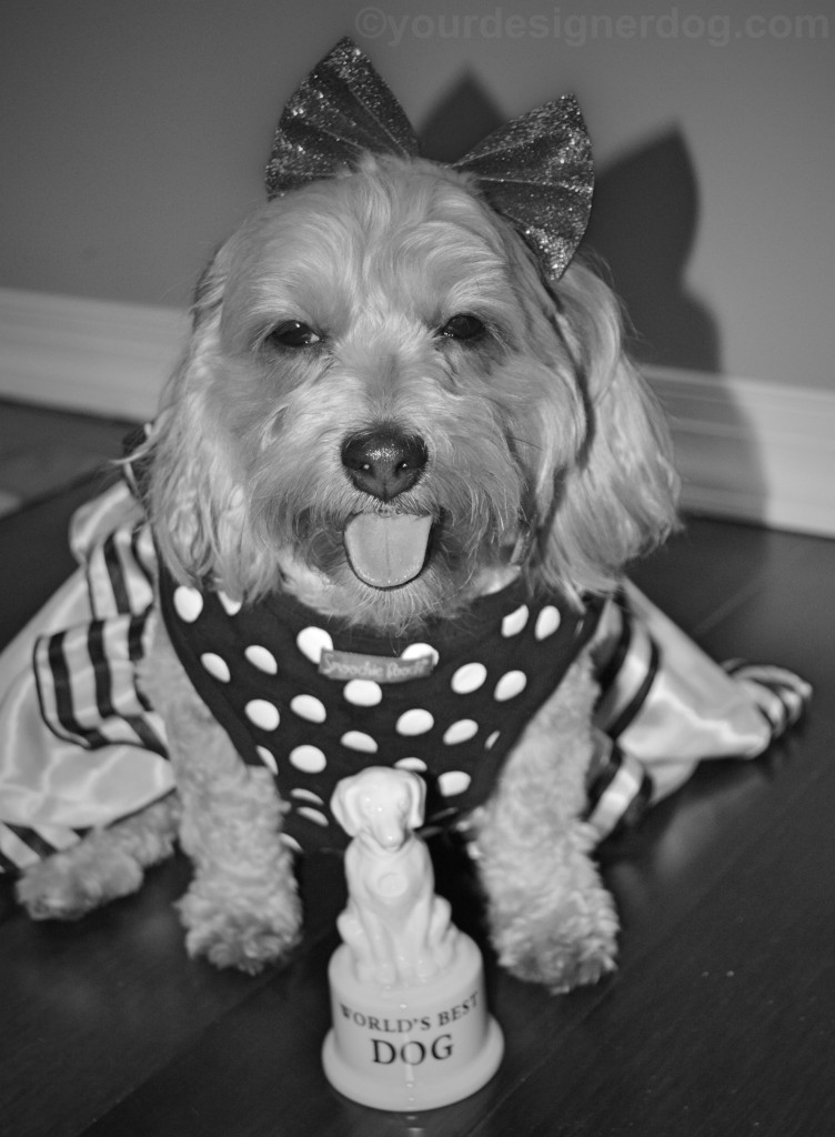 dogs, designer dogs, yorkipoo, yorkie poo, oscars, dog award, black and white photography, black and white dog dress 