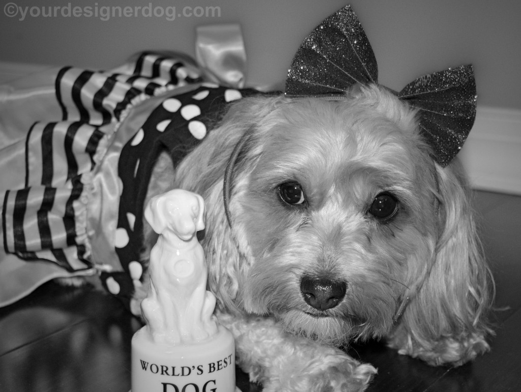 dogs, designer dogs, yorkipoo, yorkie poo, oscars, dog award, black and white photography, black and white dog dress 