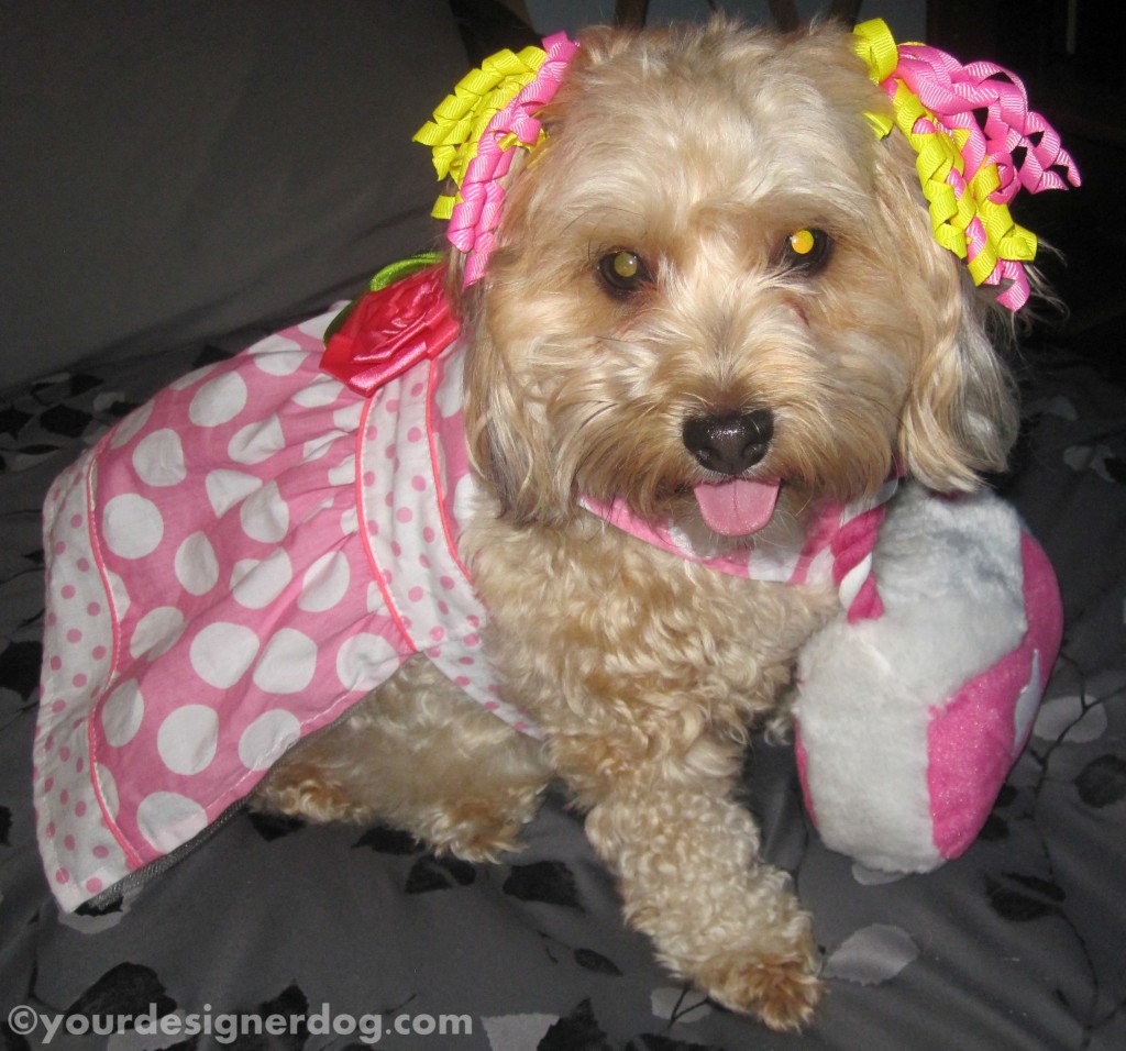 dogs, designer dogs, yorkipoo, yorkie poo, dog dress, dog hair bows, dog purse, dressed up