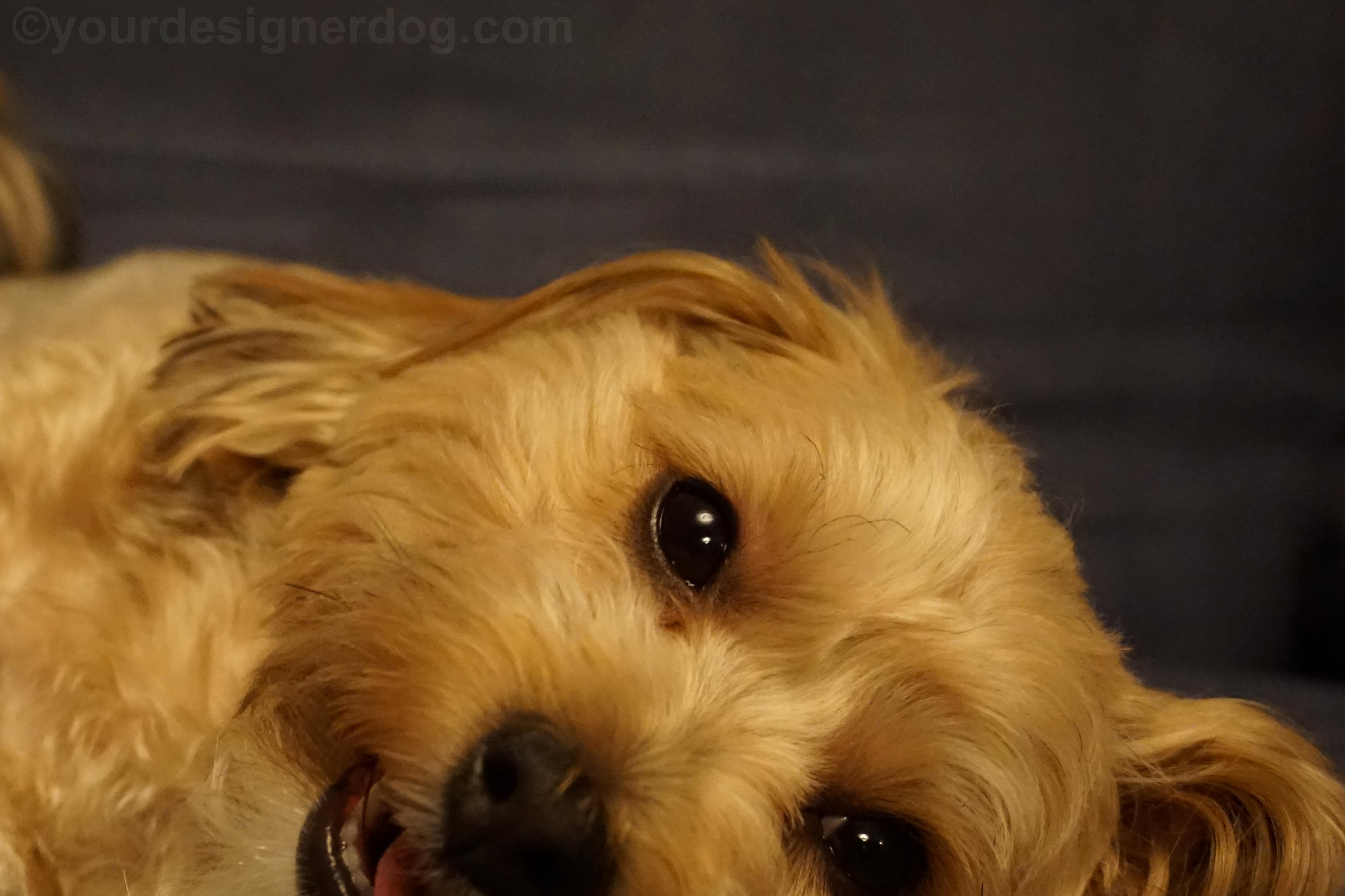 dogs, designer dogs, yorkipoo, yorkie poo, eyes, close up, tongue out