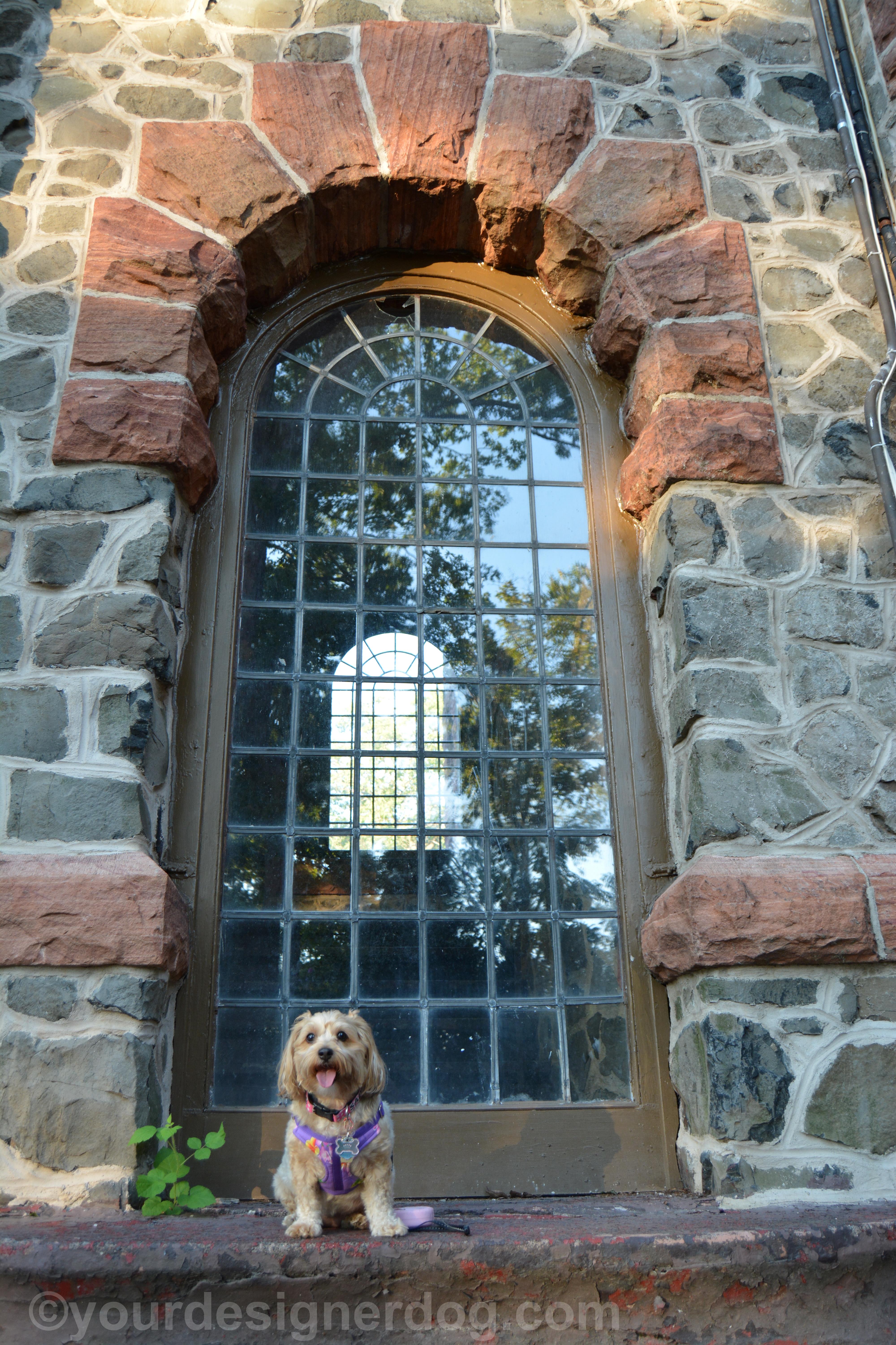 dogs, designer dogs, yorkipoo, yorkie poo, window, tongue out