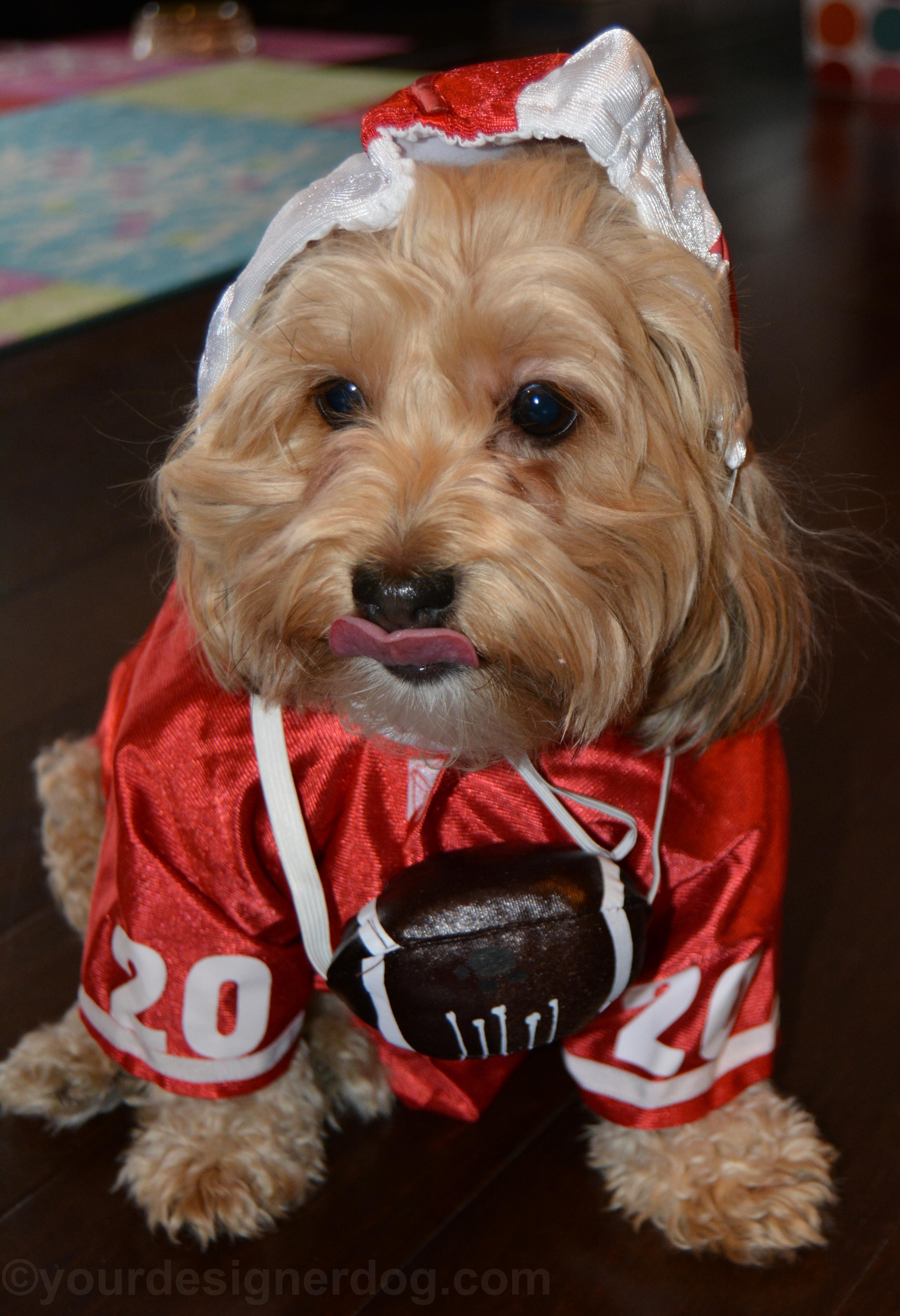 dogs, designer dogs, yorkipoo, yorkie poo, bloopers, football, uniform, costume