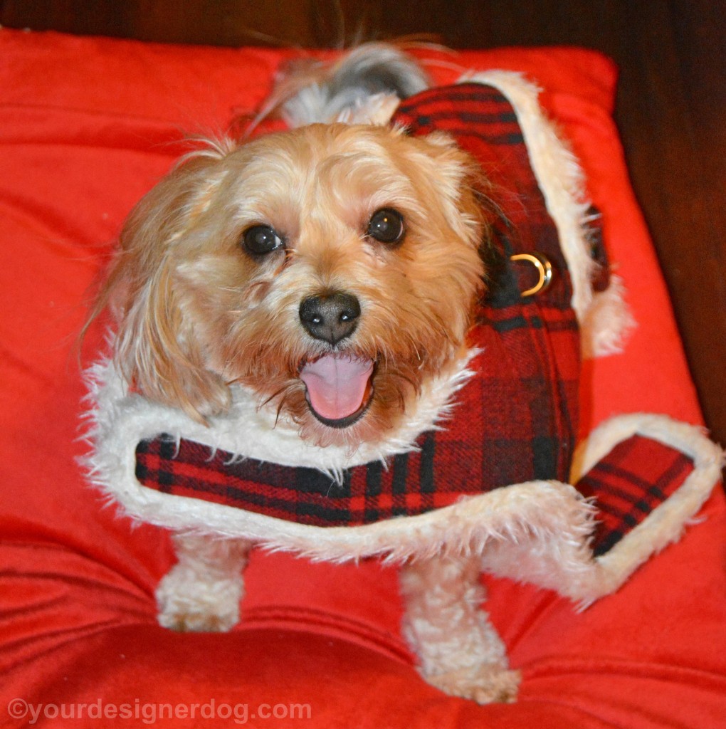 dogs, designer dogs, yorkipoo, yorkie poo, dog jacket, dog harness, get it off me game