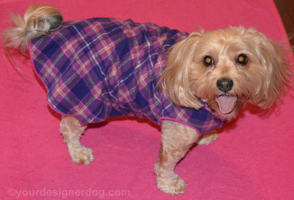 dogs, designer dogs, yorkipoo, yorkie poo, dog sweater, gold paw series, stretch fleece