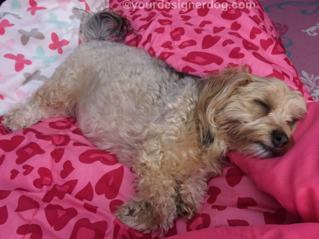 dogs, designer dogs, Yorkipoo, yorkie poo, sleepy puppy, nap, lazy, lethargic