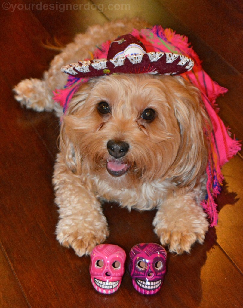 dogs, designer dogs, yorkipoo, yorkie poo, cinco de mayo, mexico, sombrero