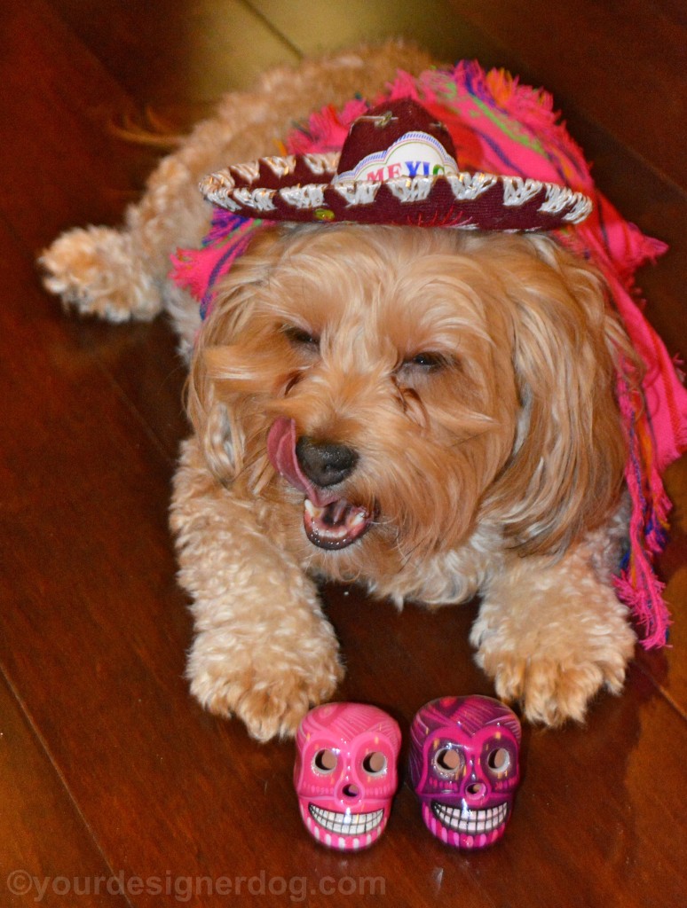 dogs, designer dogs, yorkipoo, yorkie poo, cinco de mayo, mexico, sombrero