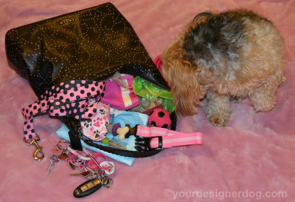 dogs, designer dogs, yorkipoo, yorkie poo, purse, Dog Mom