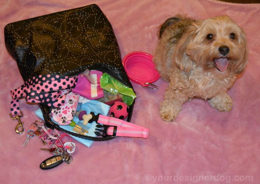 dogs, designer dogs, yorkipoo, yorkie poo, purse, Dog Mom