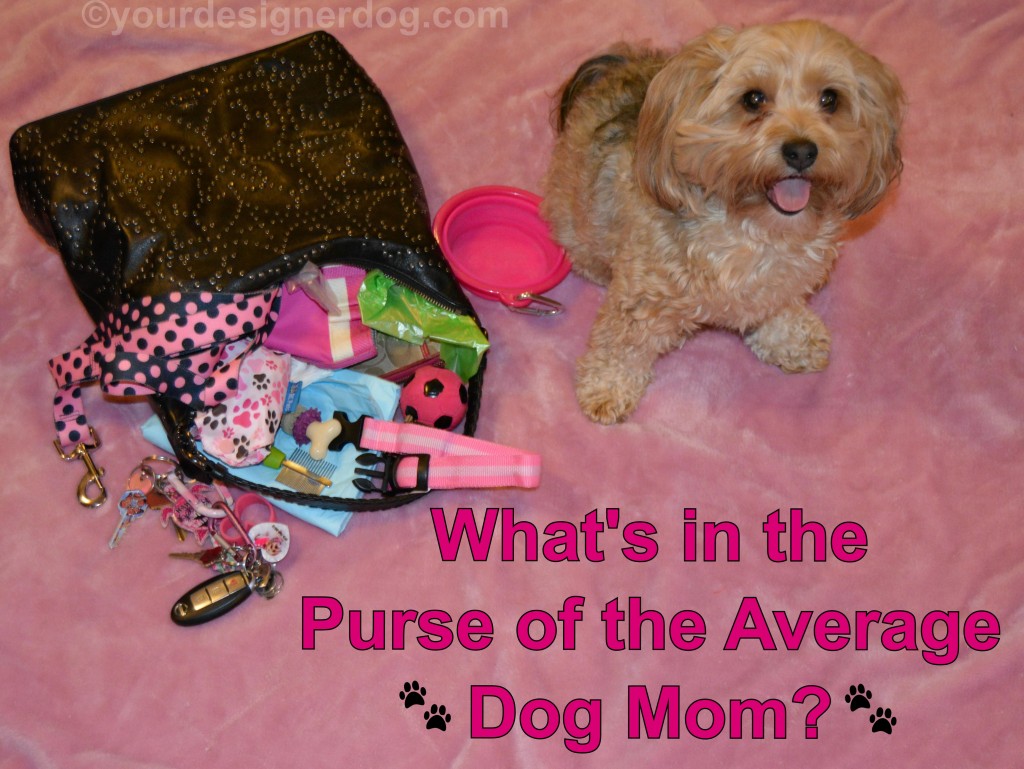 dogs, designer dogs, yorkipoo, yorkie poo, purse, Dog Mom