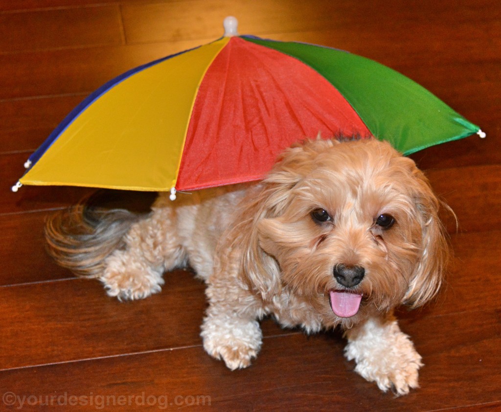 dogs, designer dogs, yorkipoo, yorkie poo, umbrella, april showers