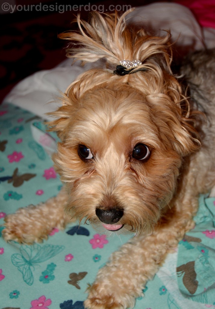 dogs, designer dogs, yorkipoo, yorkie poo, updo, hairstyle