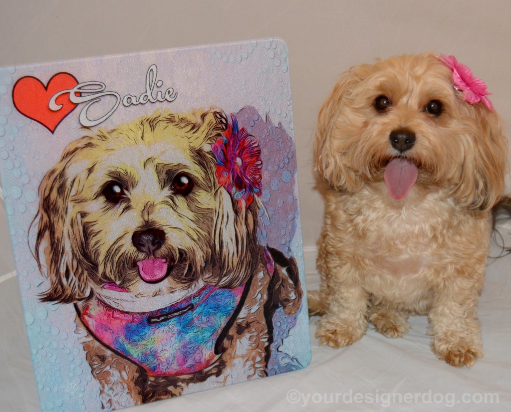 dogs, designer dogs, yorkipoo, yorkie poo, portrait, andys paw prints, tongue out, art, review