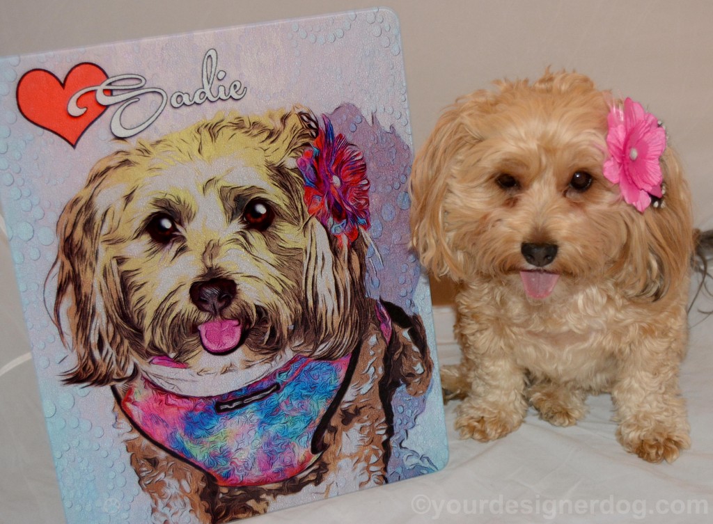 dogs, designer dogs, yorkipoo, yorkie poo, portrait, andys paw prints, tongue out, art, review