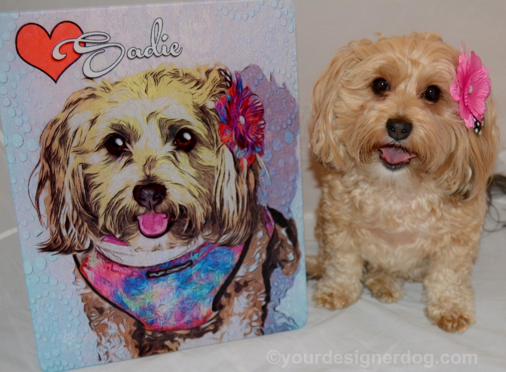 dogs, designer dogs, yorkipoo, yorkie poo, portrait, andys paw prints, tongue out, art, review