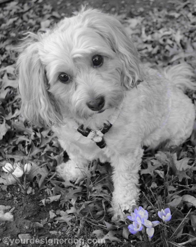 dogs, designer dogs, yorkipoo, yorkie poo, dogs with flowers, Spring, crocuses, black and white photography