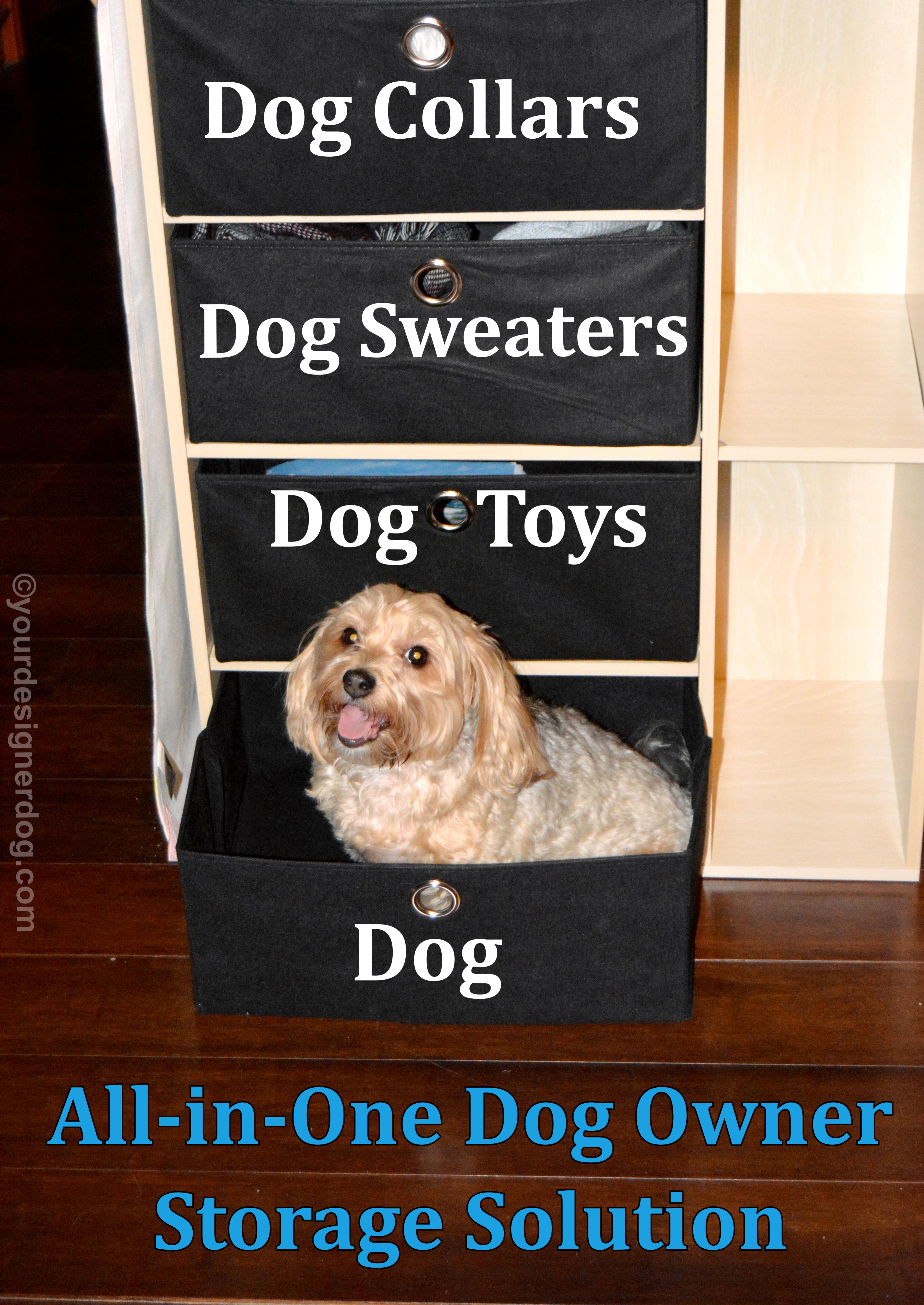 dogs, designer dogs, yorkipoo, yorkie poo, dog storage, storage furniture, dog smiling, tongue out