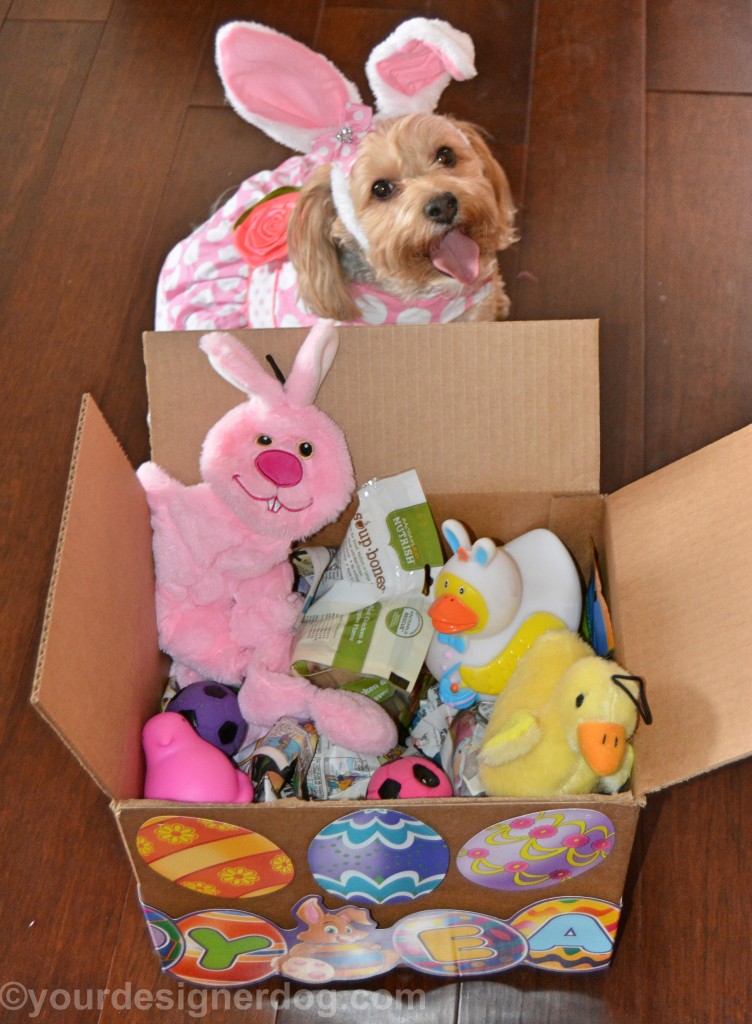 dogs, designer dogs, yorkipoo, yorkie poo, easter, dog easyer basket, DIY easter basket