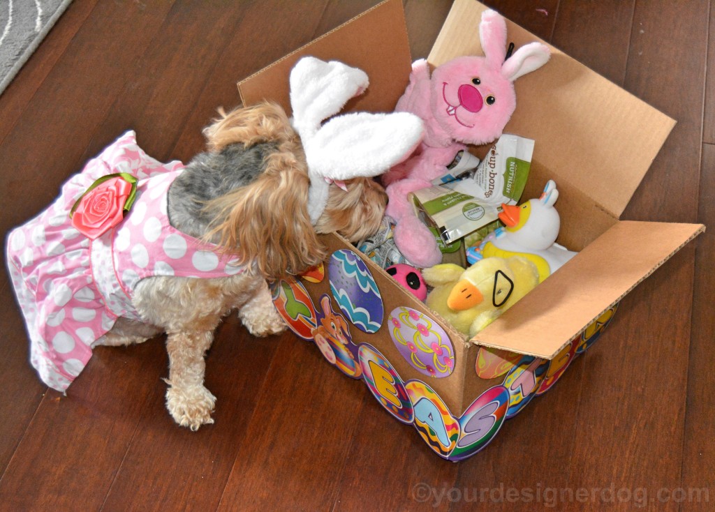 dogs, designer dogs, yorkipoo, yorkie poo, easter, dog easyer basket, DIY easter basket