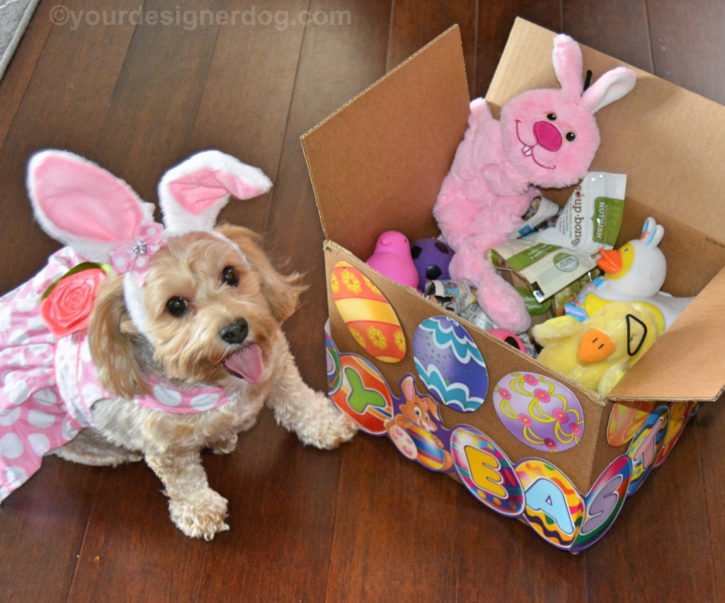 dogs, designer dogs, yorkipoo, yorkie poo, easter, dog easyer basket, DIY easter basket