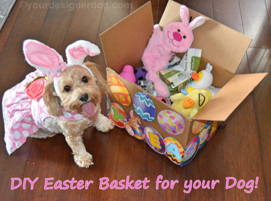 dogs, designer dogs, yorkipoo, yorkie poo, easter, dog easyer basket, DIY easter basket