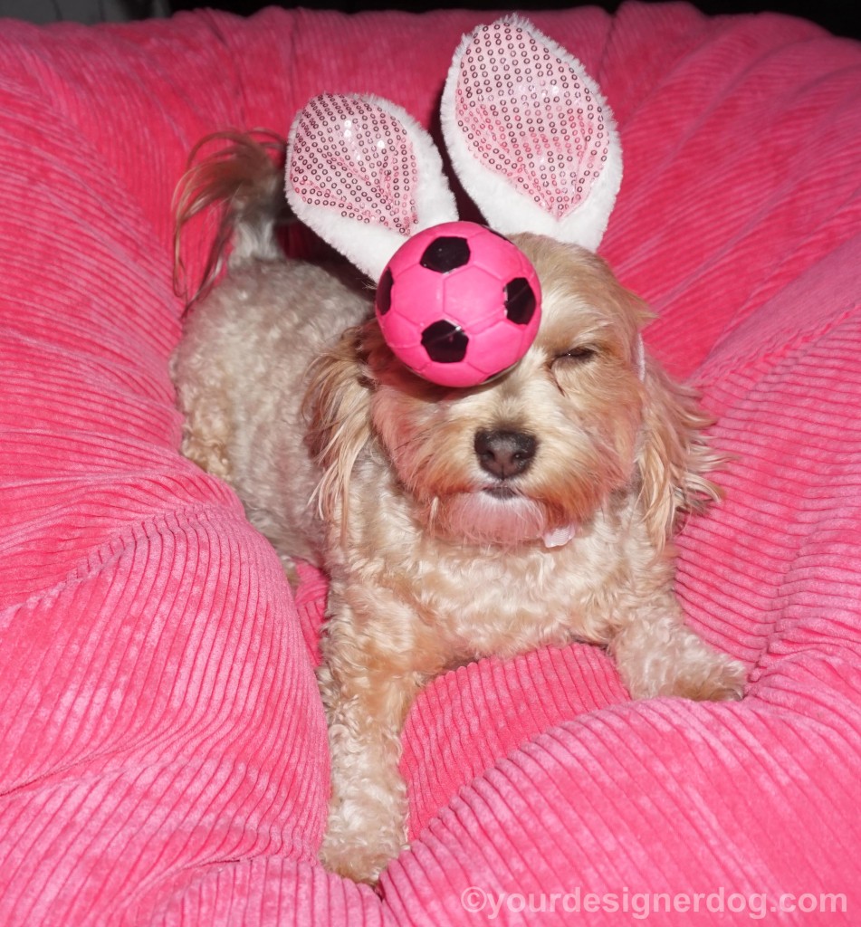 dogs, designer dogs, yorkipoo, yorkie poo, Easter, bunny ears, dog toy, squeaky ball, catch