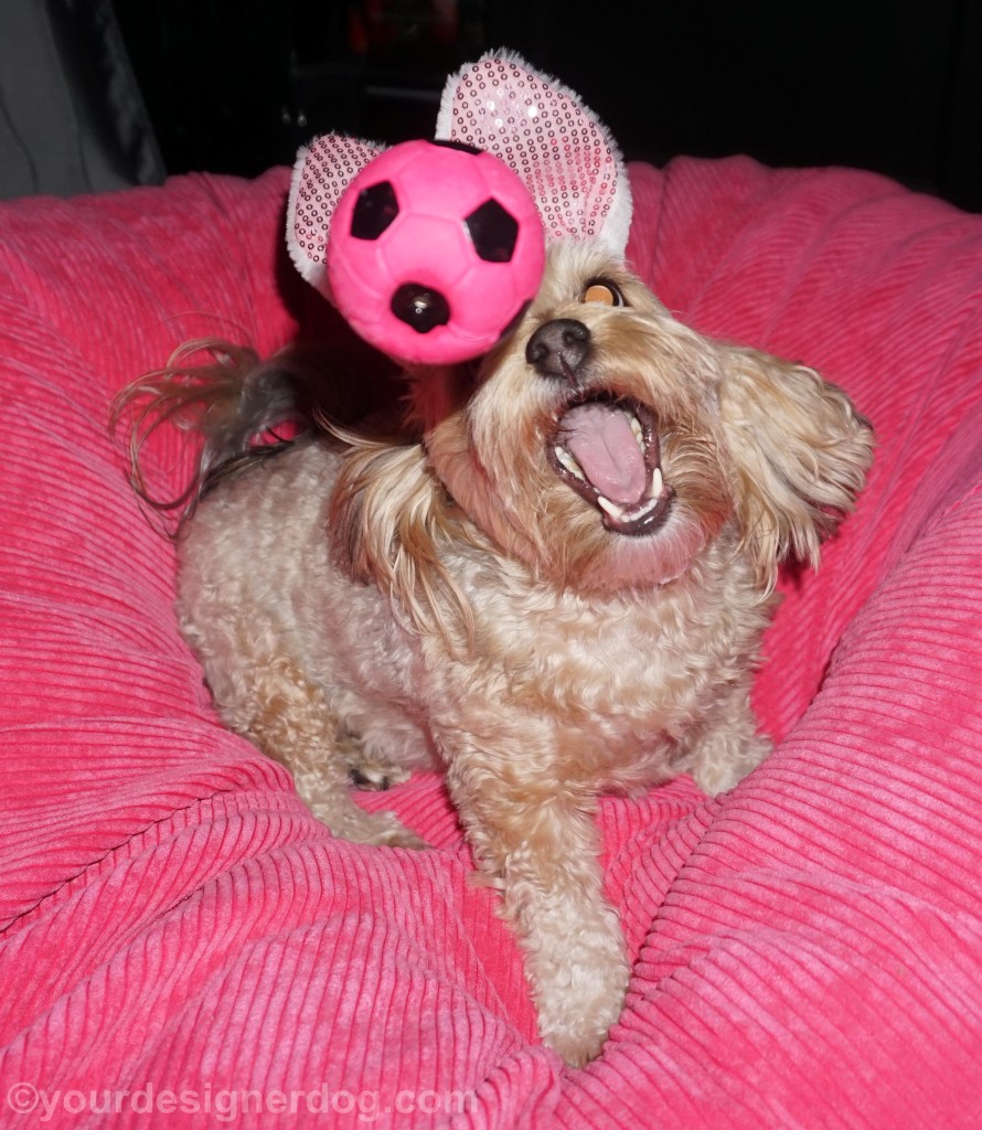 dogs, designer dogs, yorkipoo, yorkie poo, Easter, bunny ears, dog toy, squeaky ball, catch