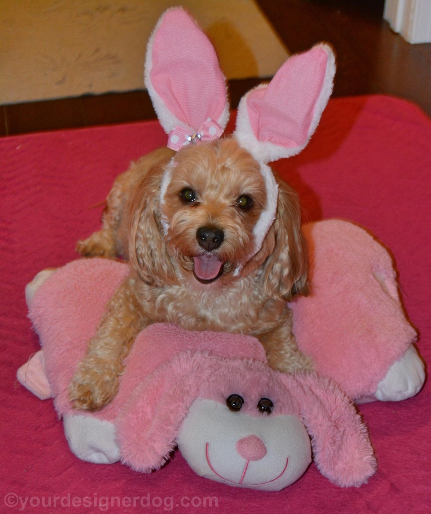 dogs, designer dogs, yorkipoo, yorkie poo, bunny, bunny ears, rabbit, tongue out, easter bunny