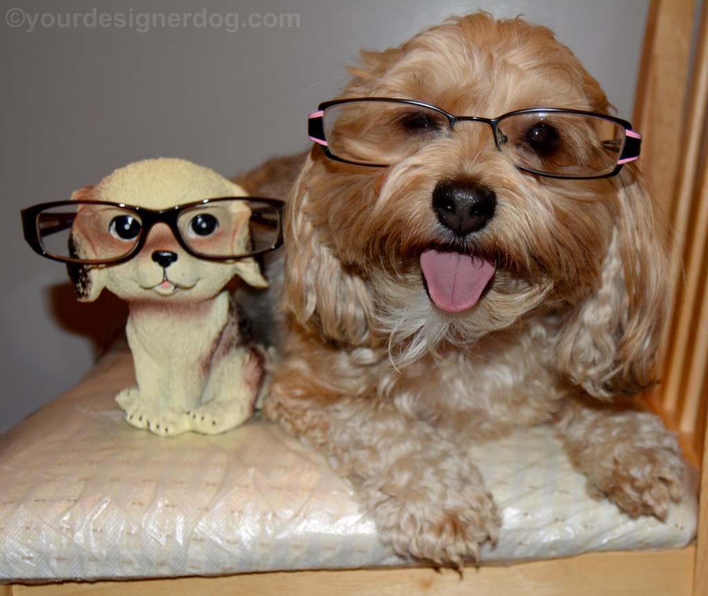 dogs, designer dogs, yorkipoo, yorkie poo, glasses, eyeglass holder, tongue out