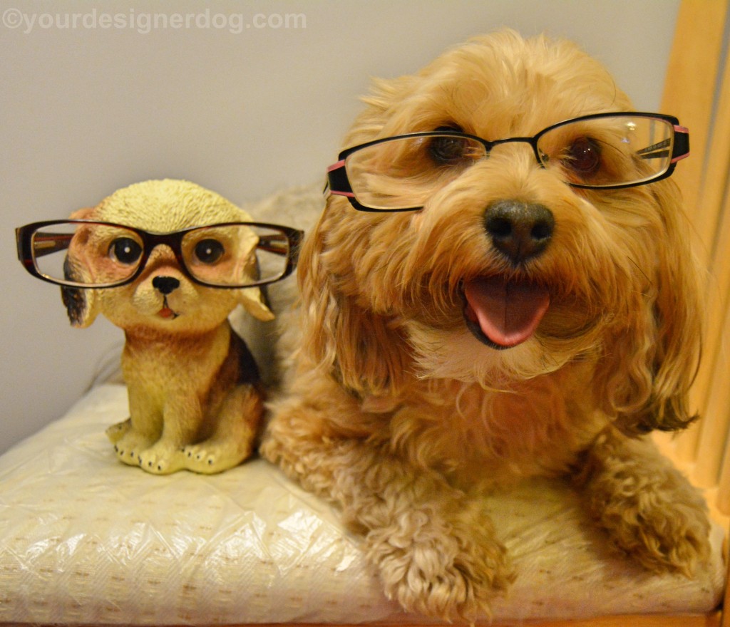 dogs, designer dogs, yorkipoo, yorkie poo, glasses, eyeglass holder, tongue out