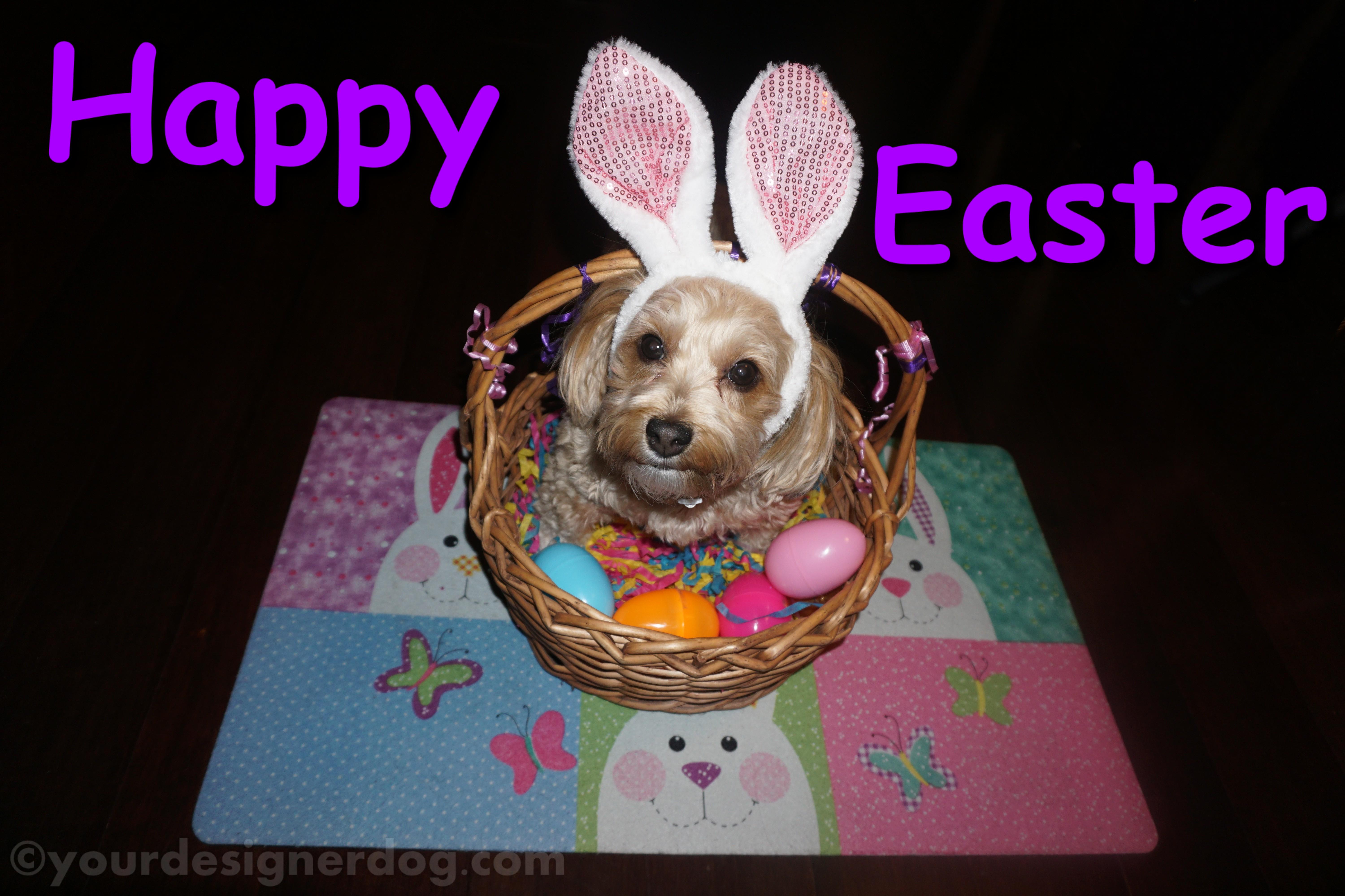dogs, designer dogs, Yorkipoo, yorkie poo, Easter, Easter basket, Easter eggs, bunny ears, Easter bunny