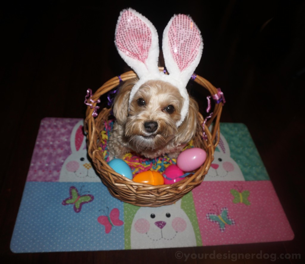 dogs, designer dogs, Yorkipoo, yorkie poo, Easter, Easter basket, Easter eggs, bunny ears, Easter bunny