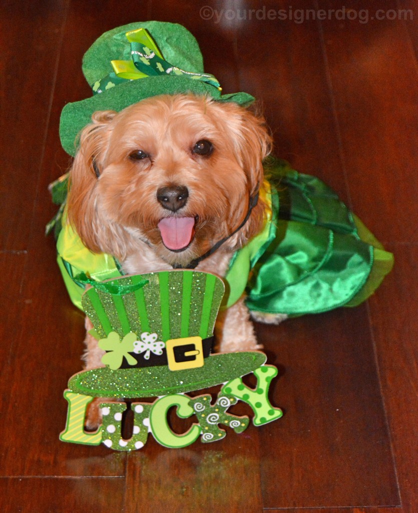 dogs, designer dogs, yorkipoo, yorkie poo, leprechaun, luck of the irish, st patrick's day, tongue out