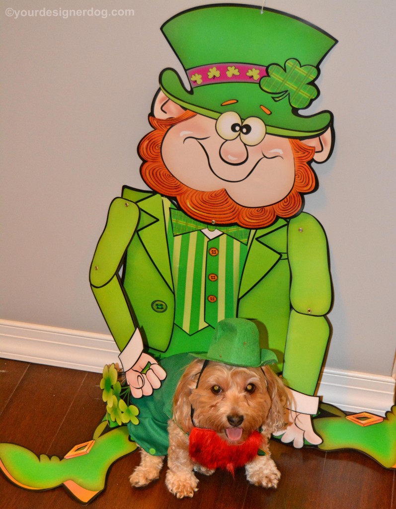 dogs, designer dogs, yorkipoo, yorkie poo, leprechaun, Irish, st patrick's day, dog costume