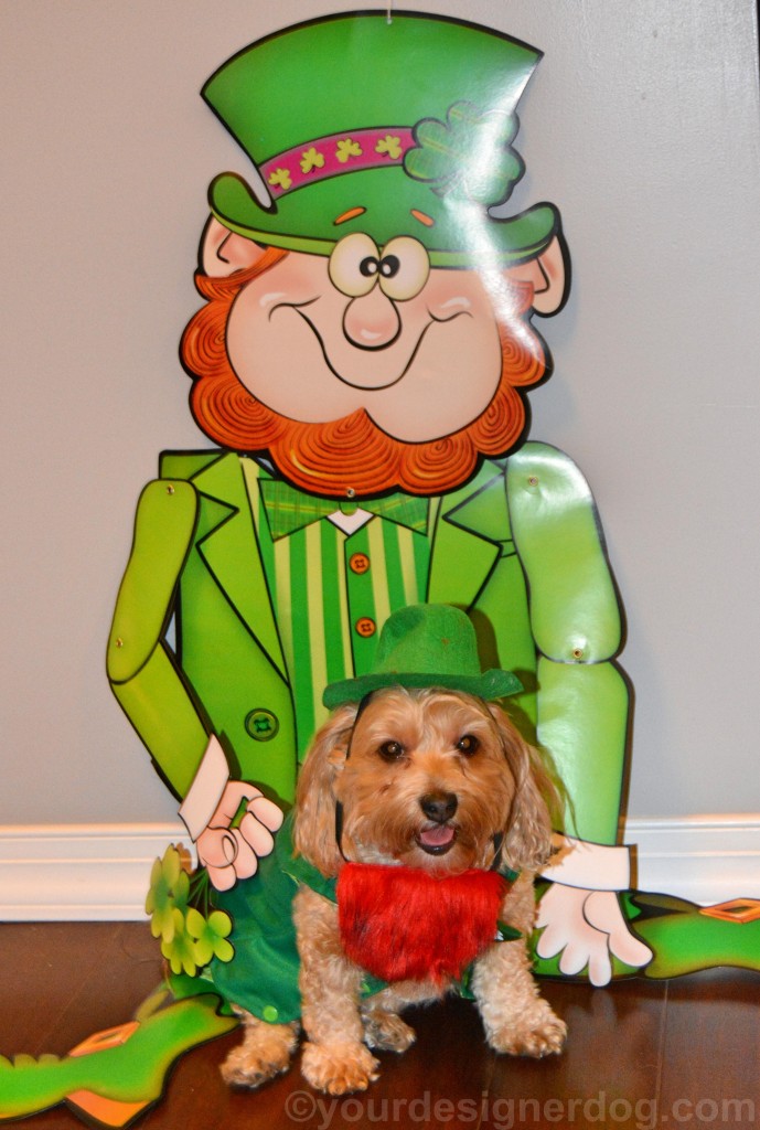 dogs, designer dogs, yorkipoo, yorkie poo, leprechaun, Irish, st patrick's day, dog costume