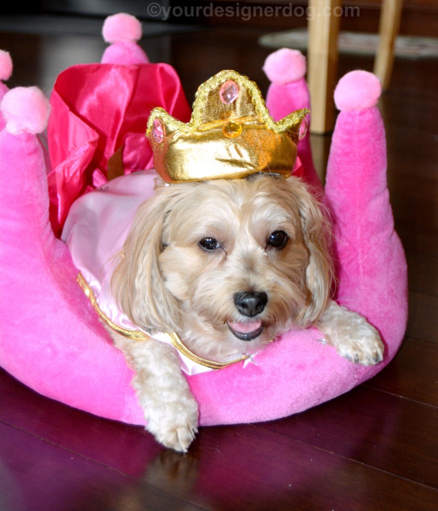 dogs, designer dogs, yorkipoo, yorkie poo, queen, royalty, dog costume, crown, dog bed