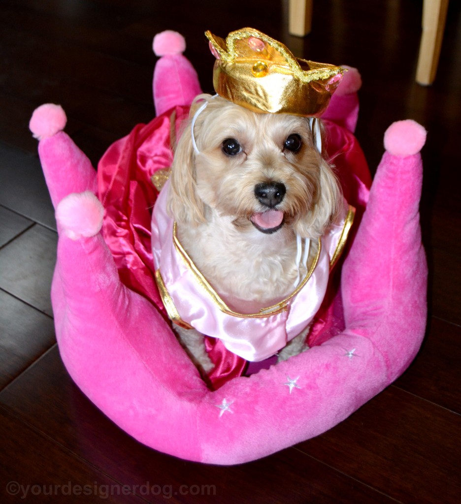dogs, designer dogs, yorkipoo, yorkie poo, queen, royalty, dog costume, crown, dog bed