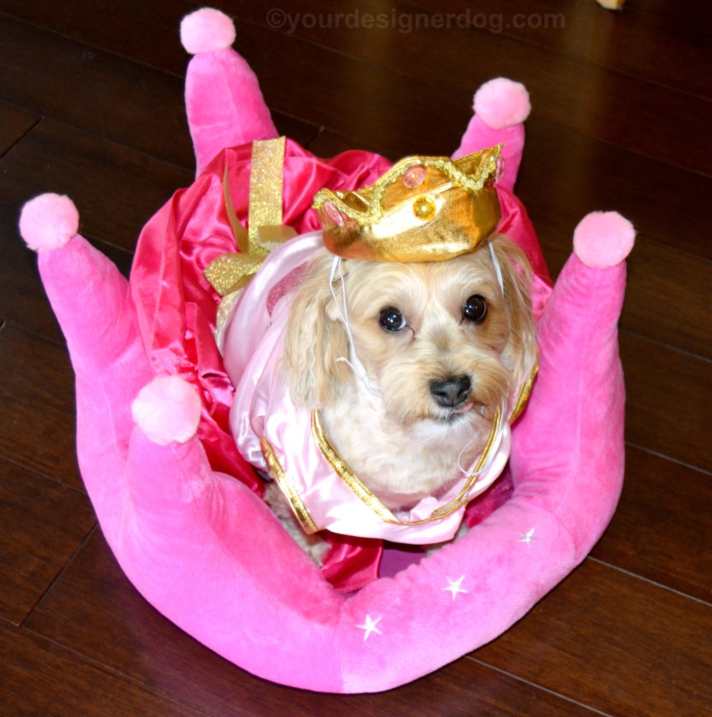 dogs, designer dogs, yorkipoo, yorkie poo, queen, royalty, dog costume, crown, dog bed