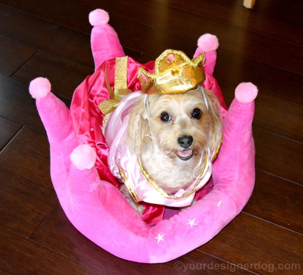 dogs, designer dogs, yorkipoo, yorkie poo, queen, royalty, dog costume, crown, dog bed