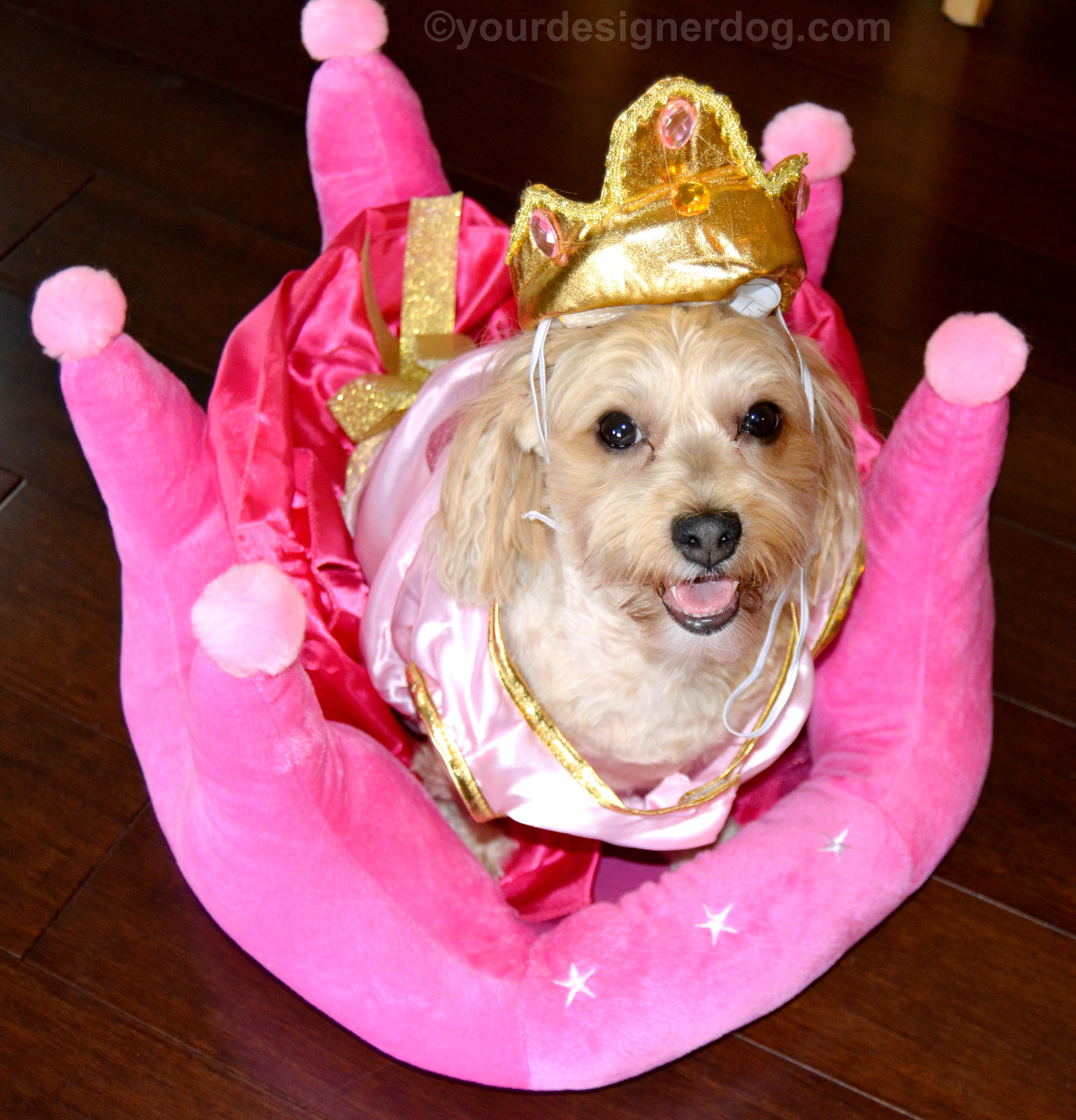 dogs, designer dogs, yorkipoo, yorkie poo, queen, royalty, dog costume, crown, dog bed