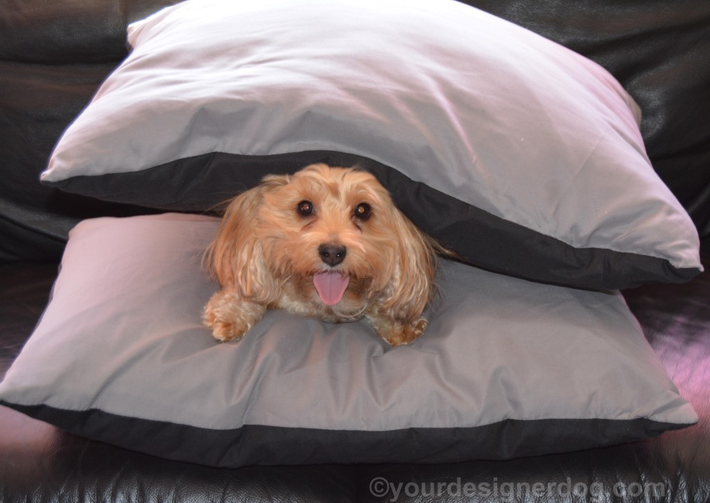 dogs, designer dogs, yorkipoo, yorkie poo, pillows, sandwich, tongue out