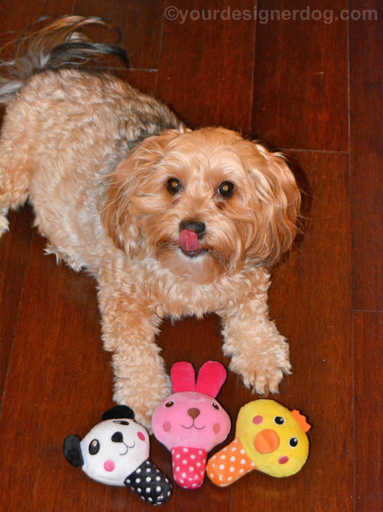 dogs, designer dogs, yorkipoo, yorkie poo, dog toys, tongue out, stuffed squeaky toys