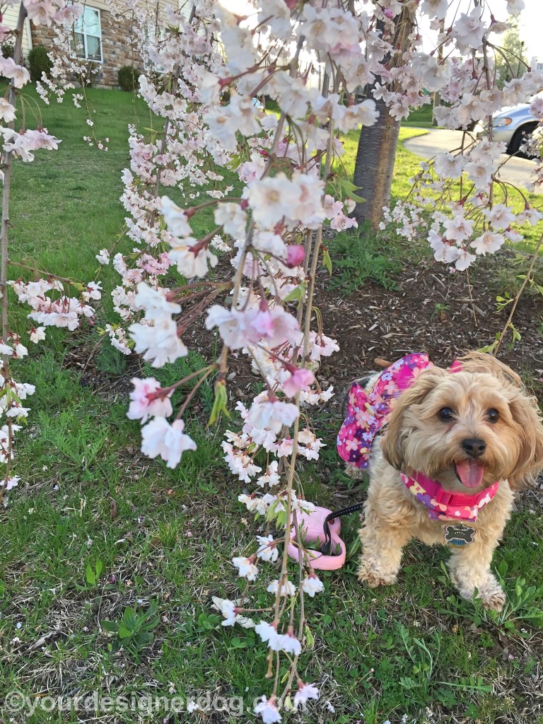 dogs, designer dogs, yorkipoo, yorkie poo, tongue out, dogs with flowers, cherry blossoms