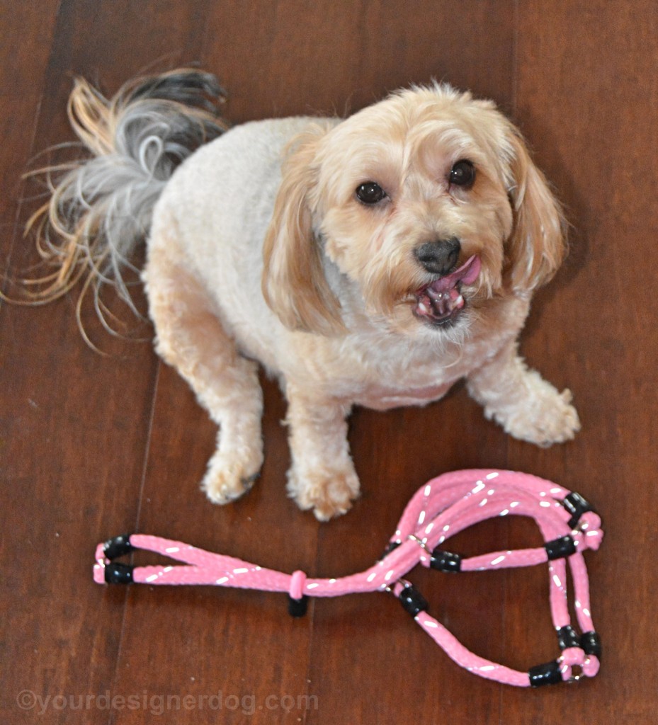 dogs, designer dogs, yorkipoo, yorkie poo, dog harness, Xtreme Pet Products, no-pull harness