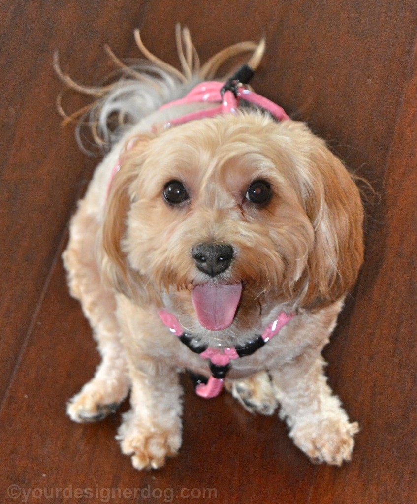 dogs, designer dogs, yorkipoo, yorkie poo, dog harness, Xtreme Pet Products, no-pull harness